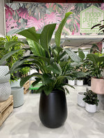 Spathiphyllum Sensation