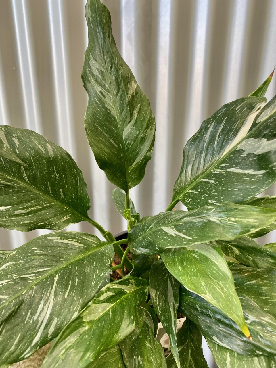 Domino peace lily deals