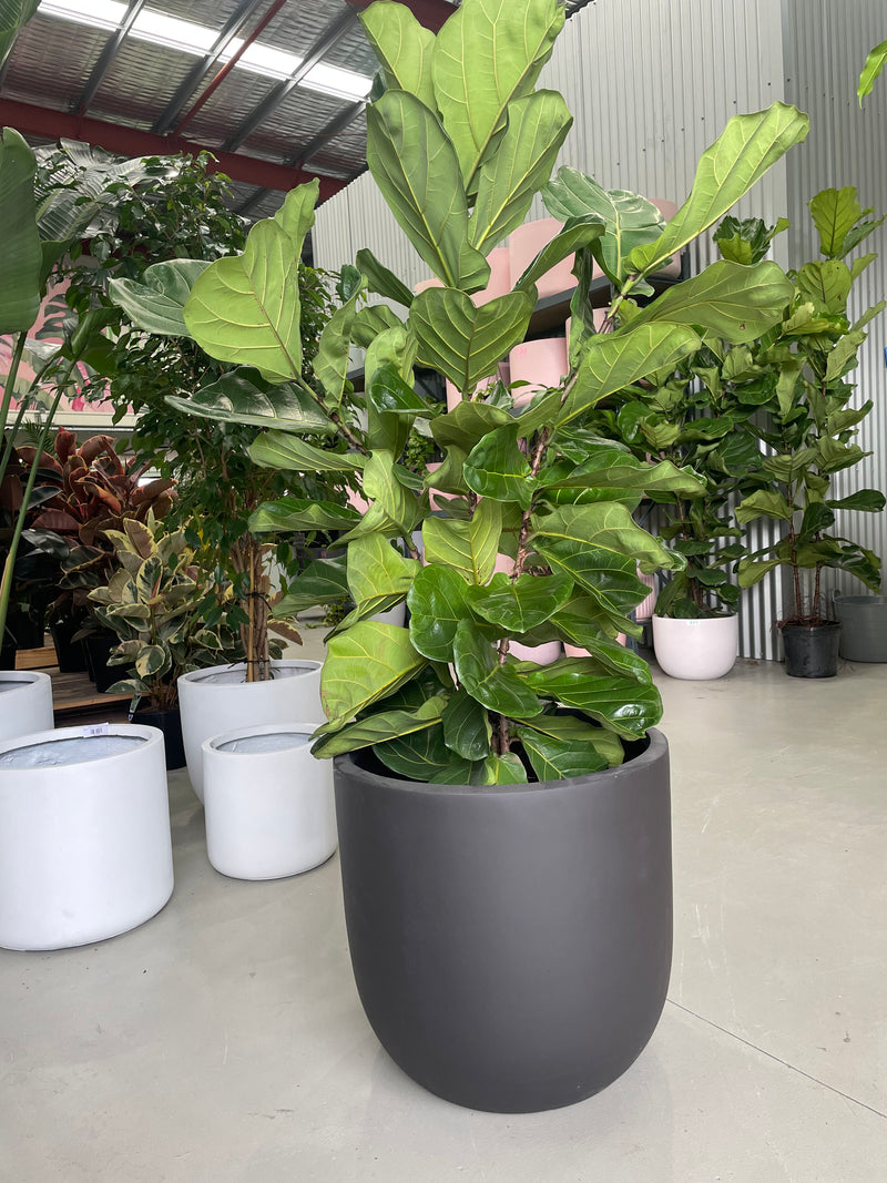 indoor fiddle leaf fig Fiddle Leaf Fig – Indoor Plant Shed