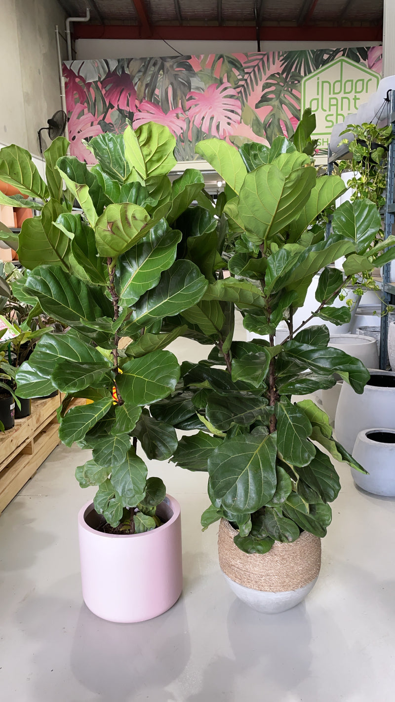 Fiddle Leaf Fig