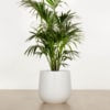 ASH Pot