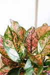 Aglaonema Lady Valentine