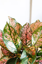 Aglaonema Lady Valentine