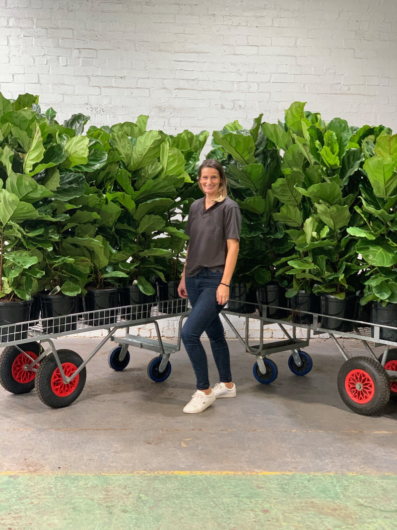 Fiddle Leaf Fig