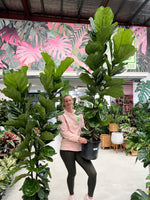 Fiddle Leaf Fig