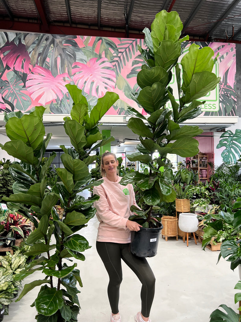 Fiddle Leaf Fig