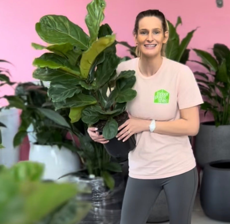 Fiddle Leaf Fig