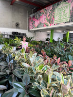 Rubber Plant Tineke