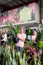 Snake Plant