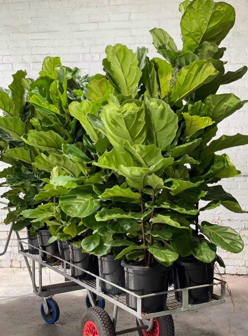 Fiddle Leaf Fig