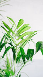 Kentia Palm