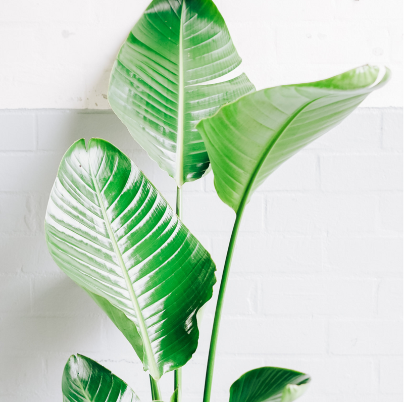 Bird of Paradise