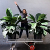 Spathiphyllum Sensation