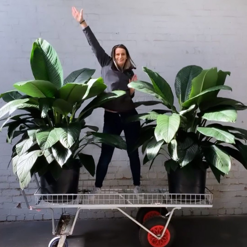 Spathiphyllum Sensation