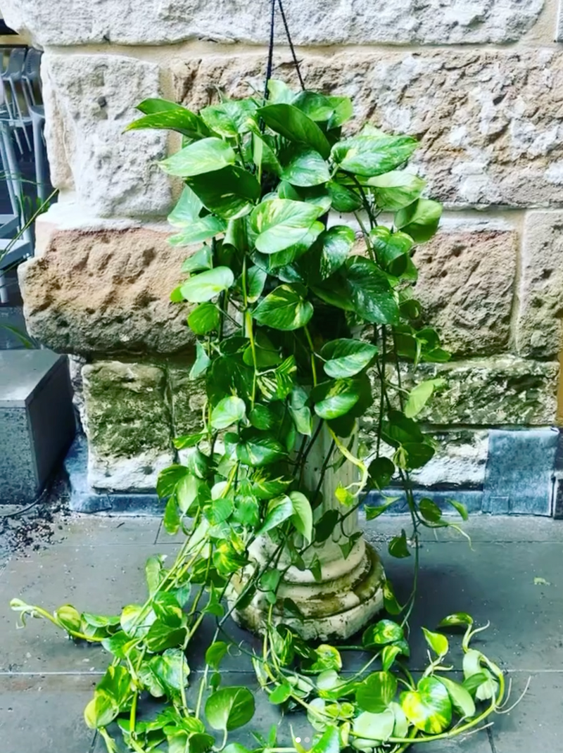 Devils Ivy