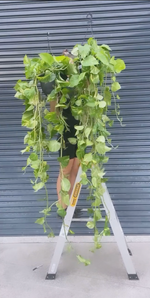 Devils Ivy