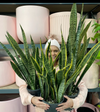 Snake Plant