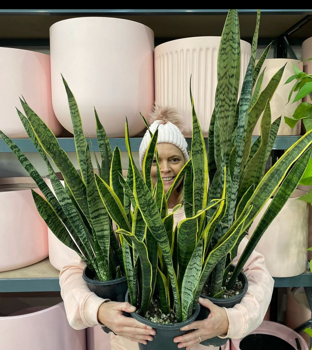 Snake Plant – Indoor Plant Shed