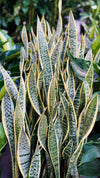 Snake Plant