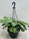 Calathea Burle Marx