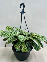 Calathea Burle Marx