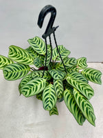 Calathea Burle Marx