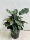 Calathea Pinstripe