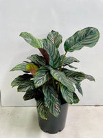 Calathea Pinstripe