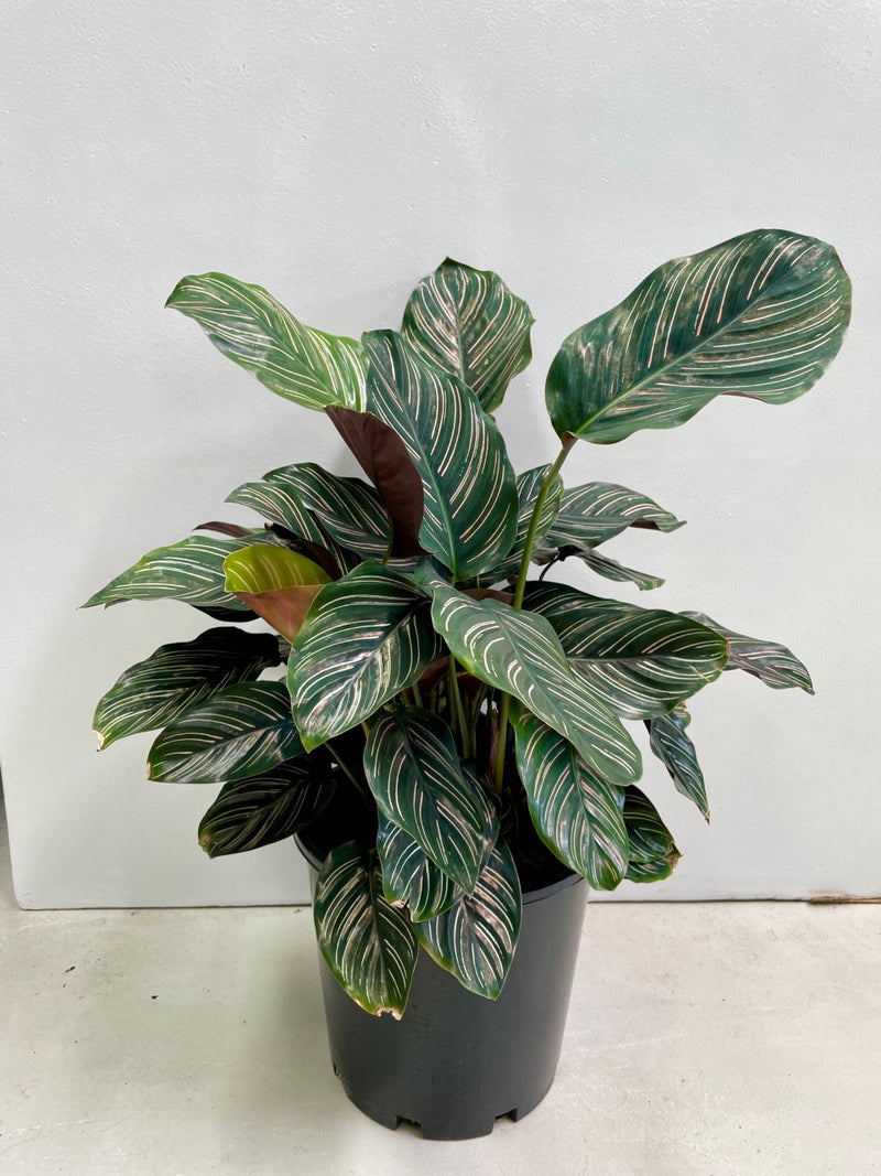 Calathea Pinstripe