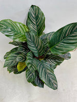 Calathea Pinstripe