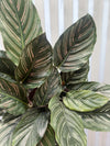 Calathea Pinstripe