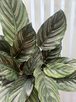 Calathea Pinstripe