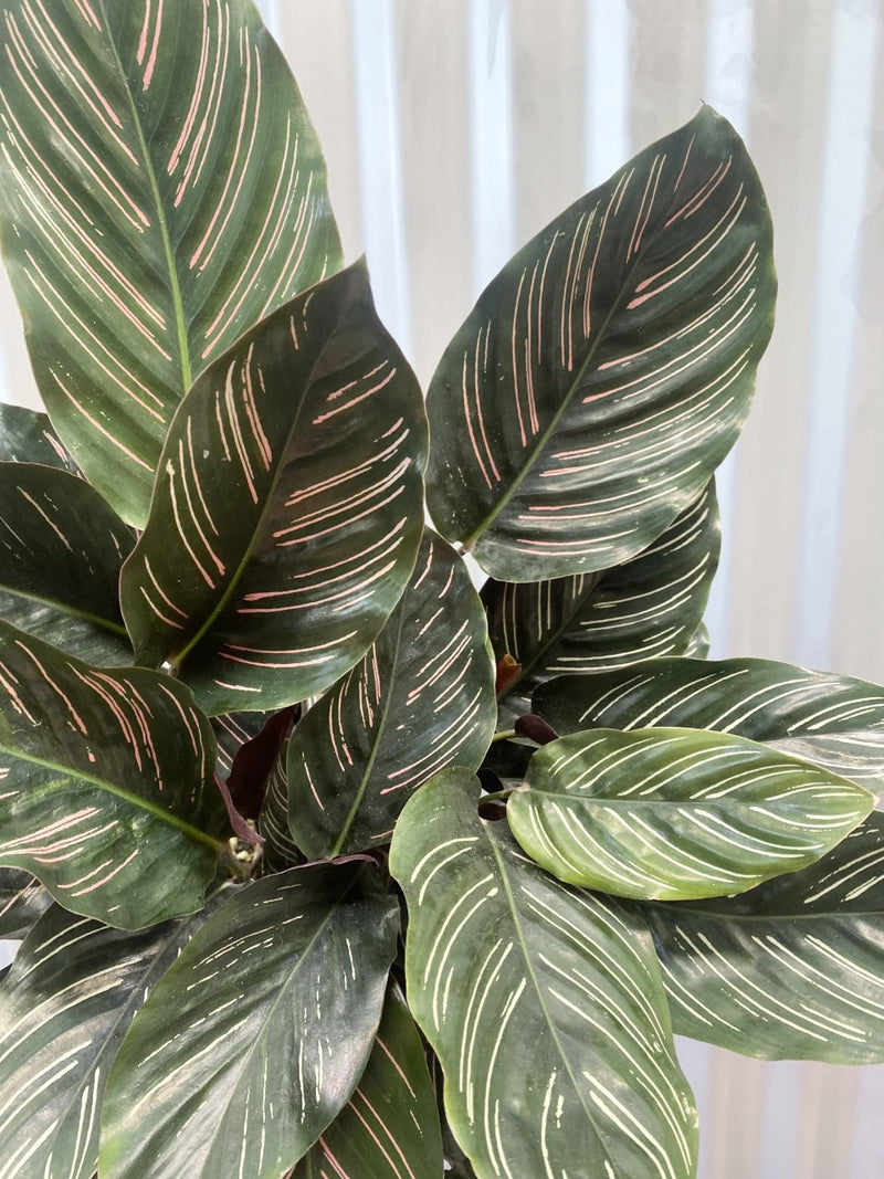 Calathea Pinstripe
