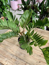 Cardboard Plant