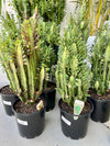 Euphorbia Cactus
