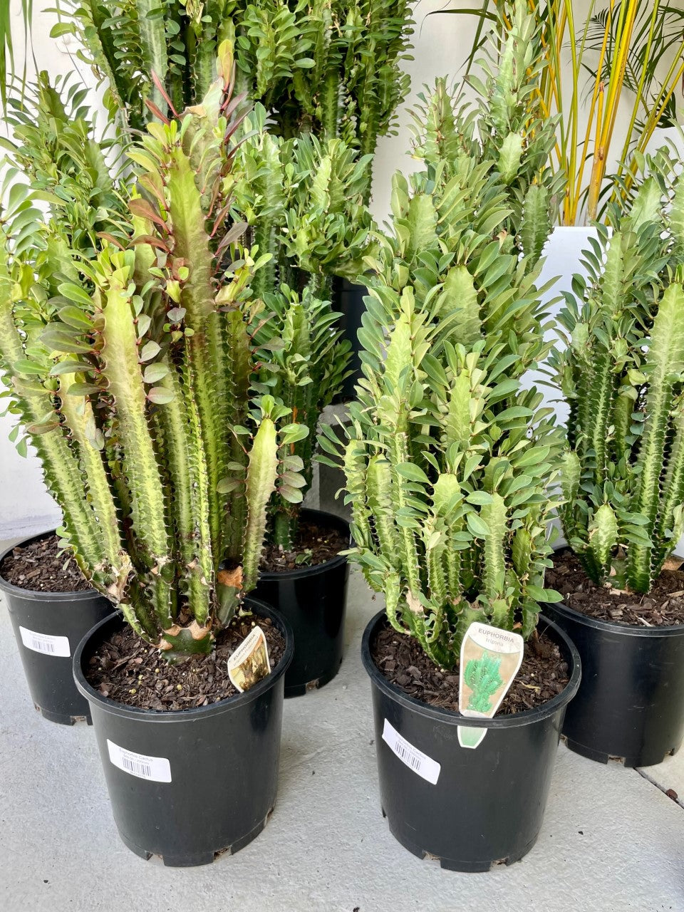 Euphorbia Cactus Indoor Plant Shed