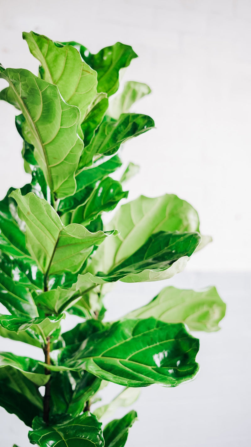 Fiddle Leaf Fig