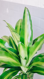 Happy Plant