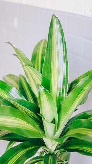 Happy Plant