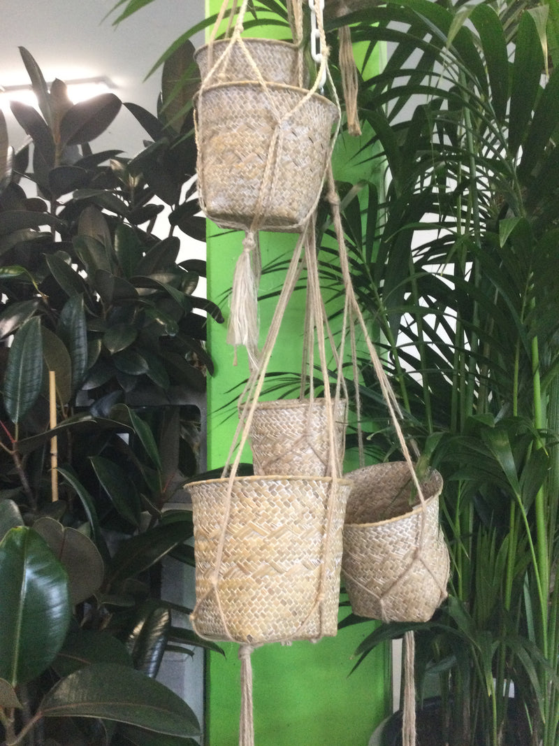 Hanging Basket