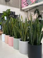 CARI Pot