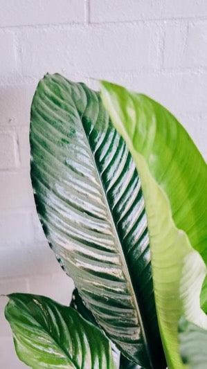 picasso peace lily bunnings Spathiphyllum Sensation – Indoor Plant Shed