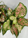 Aglaonema Lady Valentine