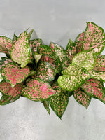 Aglaonema Lady Valentine