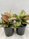 Aglaonema Lady Valentine