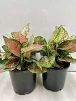 Aglaonema Lady Valentine