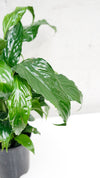 Spathiphyllum Peace Lily