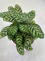 Calathea Peacock