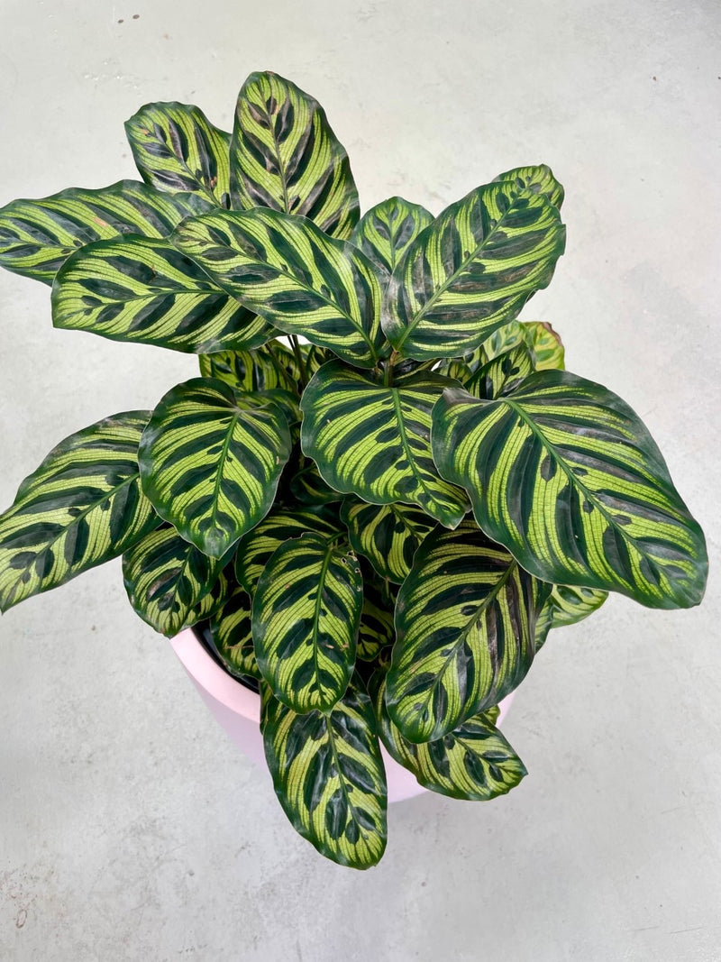 Calathea Peacock