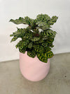 Calathea Peacock